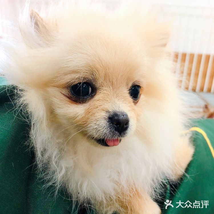 在这撸狗真是一种享受