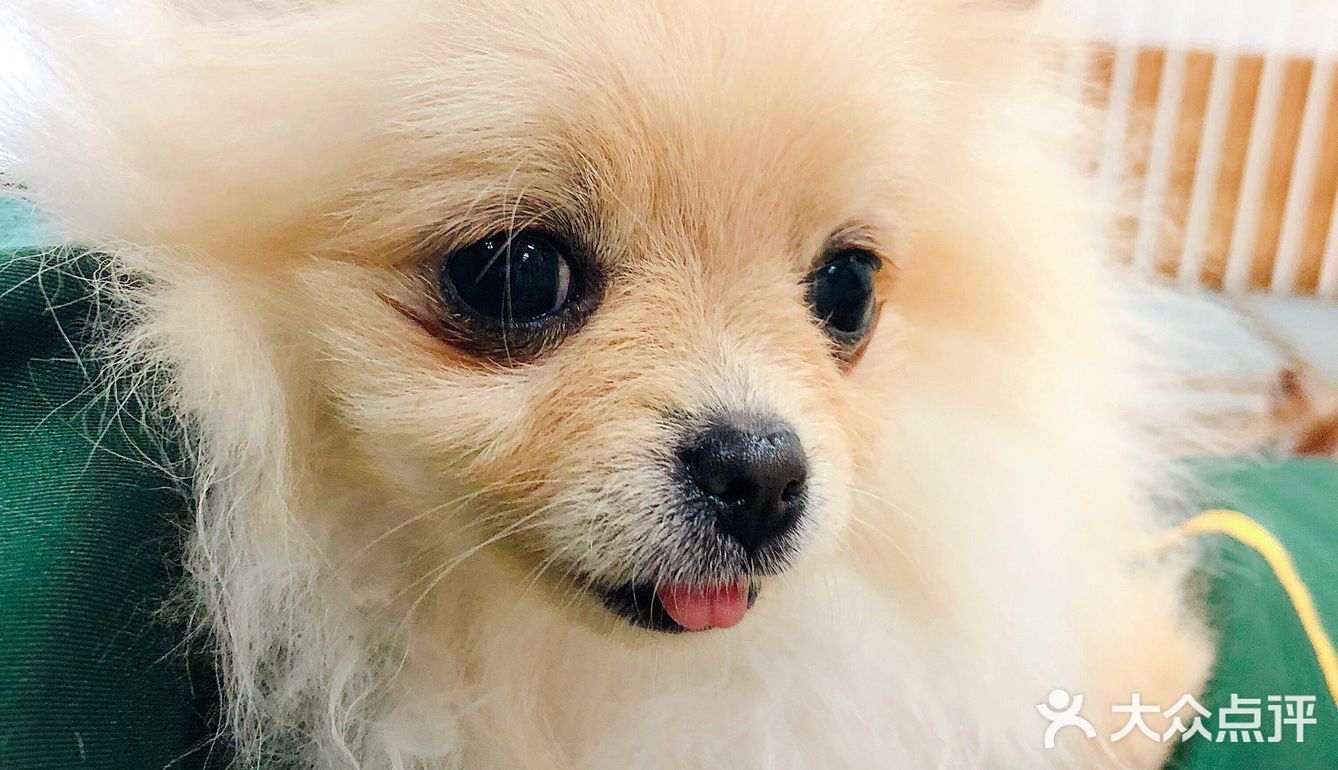 在这撸狗真是一种享受