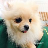 在这撸狗真是一种享受