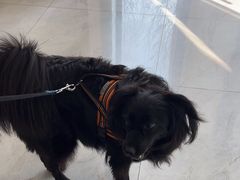 -瑞派·爱瑞可动物医院·口腔专科(广华新城分院)