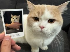 -欣宠猫屋·矮脚拿破仑·蓝金金渐层