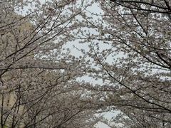 -高东镇樱花园