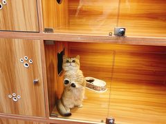 -猫十亿·布偶金渐层·曼基康矮脚猫舍(青年路店)
