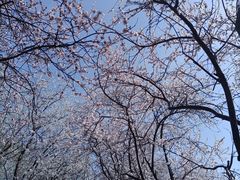 -桃花堤公园