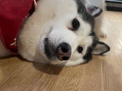 -Husky Go! 哈士奇体验馆·宠物咖啡厅狗咖