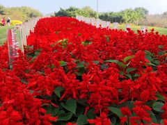 -深圳国际园林花卉博览园