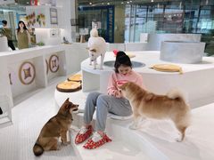 -柴务处·柴犬主题狗咖