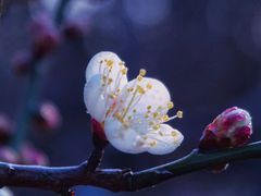 -梅花山(明孝陵内)