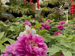 -中国科学院华南植物园