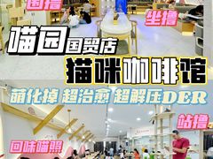 -喵园·猫主题咖啡厅·撸猫·猫咖(国贸店)