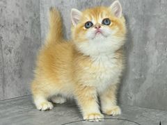 -小猫来了·猫舍(红山六九七九店)