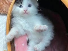 -纳吉亚猫专科动物医院博雅分院