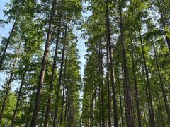 -黄海国家森林公园