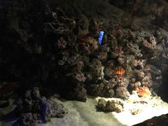 -暹罗海洋世界