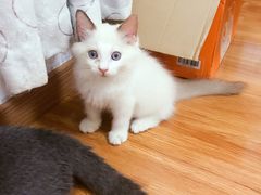 -Bastet sally猫舍购宠(静安店)