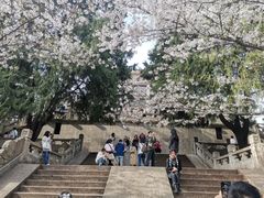-武汉大学-樱园