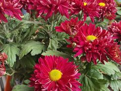 -王幺妹泡姜鸡火锅