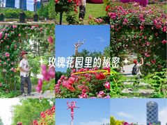 -大望京公园