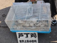 -哈尔滨道外花鸟鱼市场