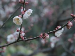 -梅花山(明孝陵内)