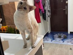 -宠爱国际动物医院·消化内科·心肾内科·ISFM猫友好(望京店)