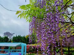 -嘉定紫藤园