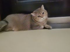 -欧奕国际动物医院