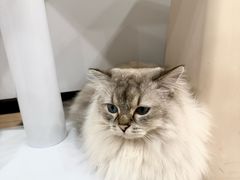 -有喵·猫咖·狗咖·40+猫狗有小奶狗(岗厦店)