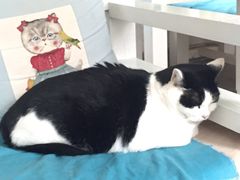 Anne猫窝咖啡屋-Anne猫窝咖啡屋