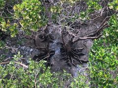 -北海金海湾红树林生态旅游区