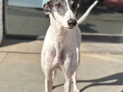 -艾贝尔宠物医院·狂犬免疫点(江山金象城店)