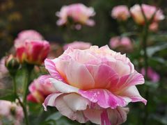 -人民公园(罗湖区)