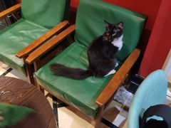 -猫色咖啡·猫咖
