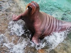 -珠海长隆海洋王国