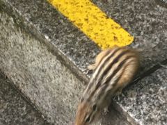 -汤旺河林海奇石景区