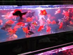 -双季花艺园艺市场(浦东店)