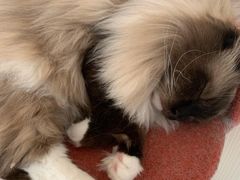 -Catmate·猫肥家润(金润铂宫店)