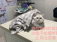 -仁仁嘉嘉宠物医院·骨外科中心·髋关节置换(北仑分院)