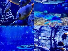 -成都浩海立方海洋公园