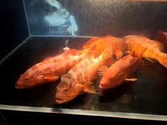 -明湖楼·经典鲁菜山东海鲜(大明湖店)
