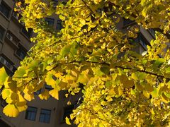 -西北大学(桃园校区)