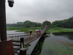 -荷塘月色湿地公园·向阳花洲
