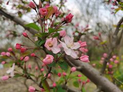 -桤木河湿地公园