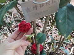 -中山市树木园