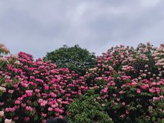 -贵州百里杜鹃风景名胜区