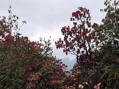 -贵州百里杜鹃风景名胜区