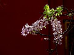 -北京国子监胡同