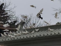 -西安大兴善寺