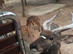 -清迈夜间动物园