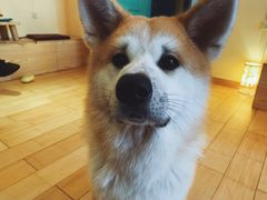 -喜柴咖啡·柴犬狗咖